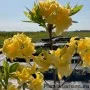 Rododendron YELLOW POM POM